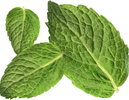 render of fresh mint leaves